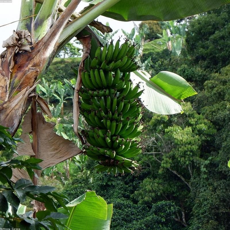 Colombia Huila